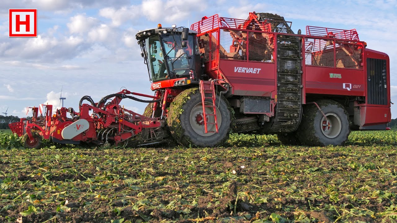 Vervaet Q621 harvesting suger beets | Breure - De Waard | Bieten rooien | Rübenernte