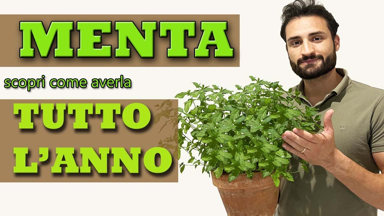 COME avere la MENTA per 365 giorni l'anno