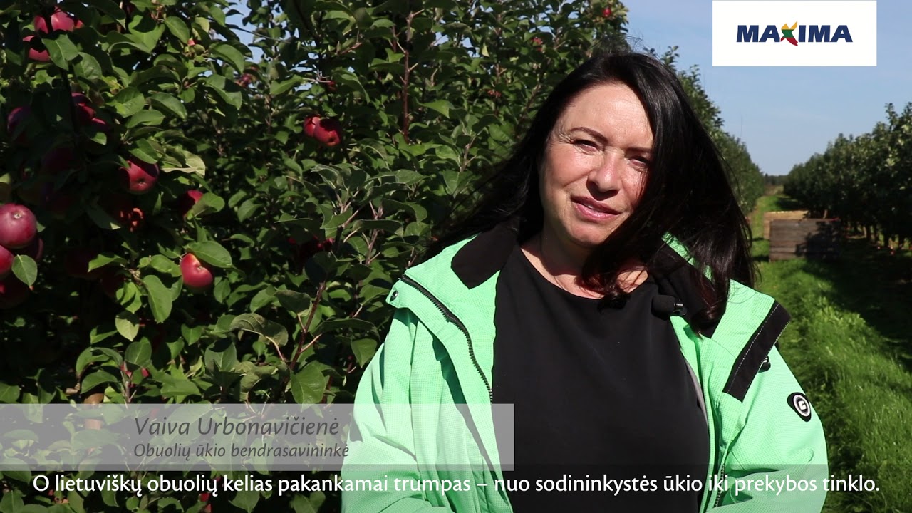 Obuolių skynimas – pačiame įkarštyje