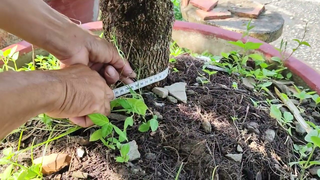Clip ngày 30/1/2026 giao lưu xoài cát Hòa Lộc bonsai, xoài Thái,me chua. Liên hệ Zalo #0988166558 
