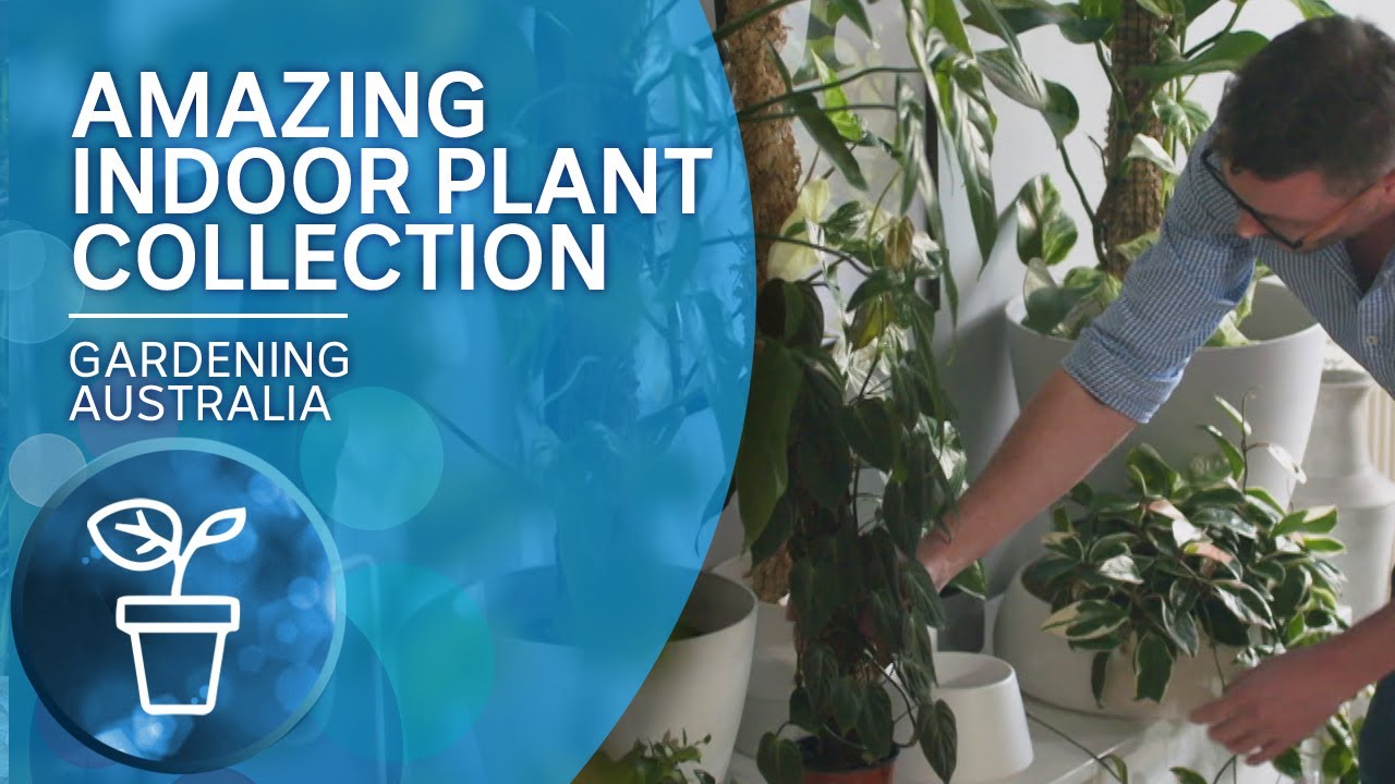 King of the Indoor Jungle | My Garden Path | Gardening Australia