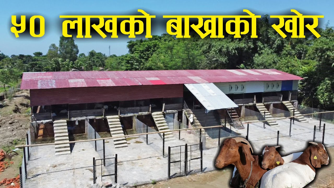 १ सय ५० ओटा बाख्रा अट्ने खोरमा ५० लाखको लगानी ! - Goat farming in Morang,Nepal
