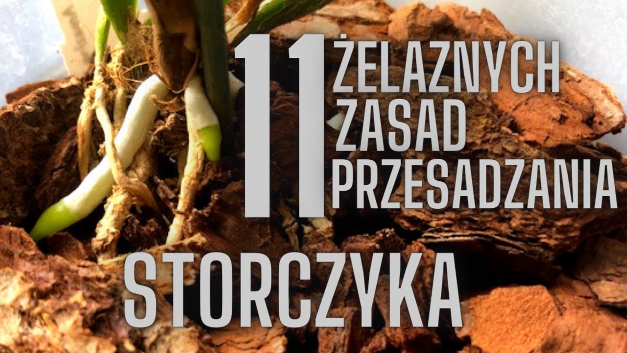 Jak przesadzić STORCZYKA? 11 zasad wartych przestrzegania.