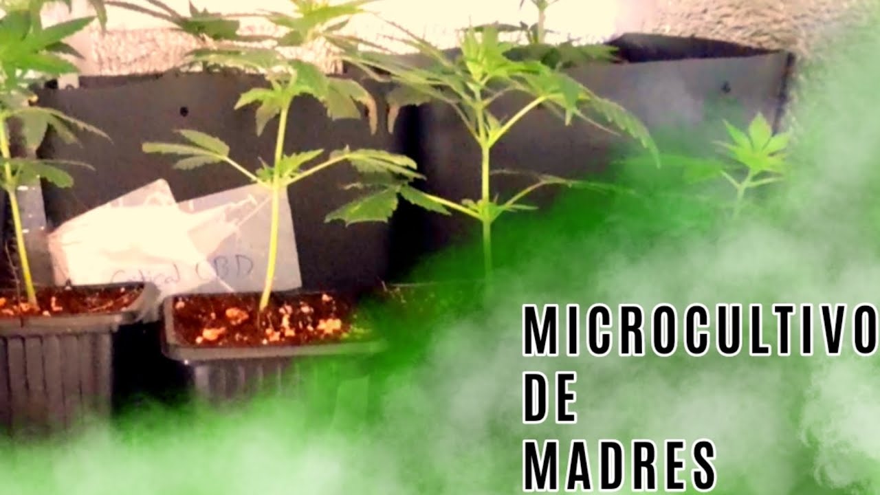Microcultivo de Madres de CBD en Espacios Peque&ntilde;os