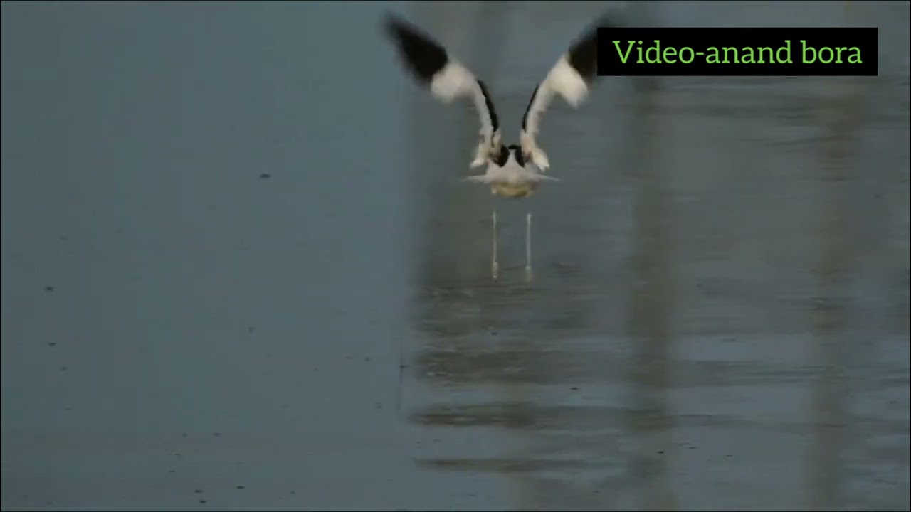 #piedavocet
