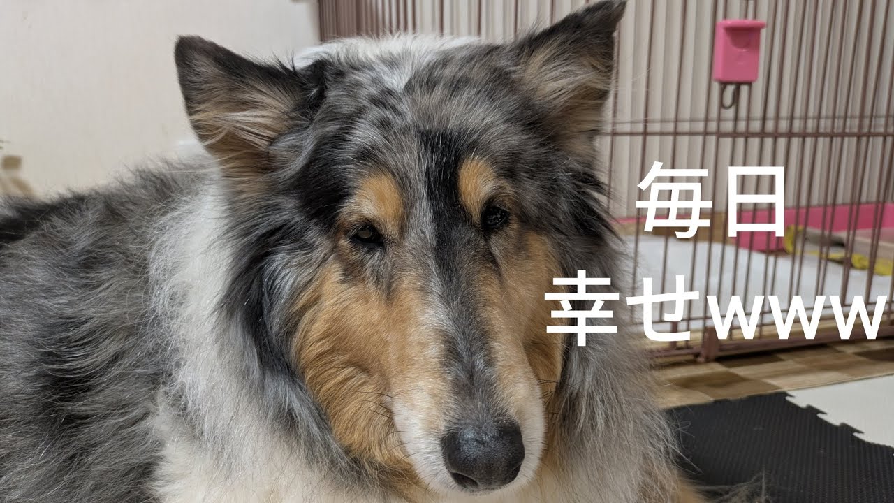 毎日幸せwww