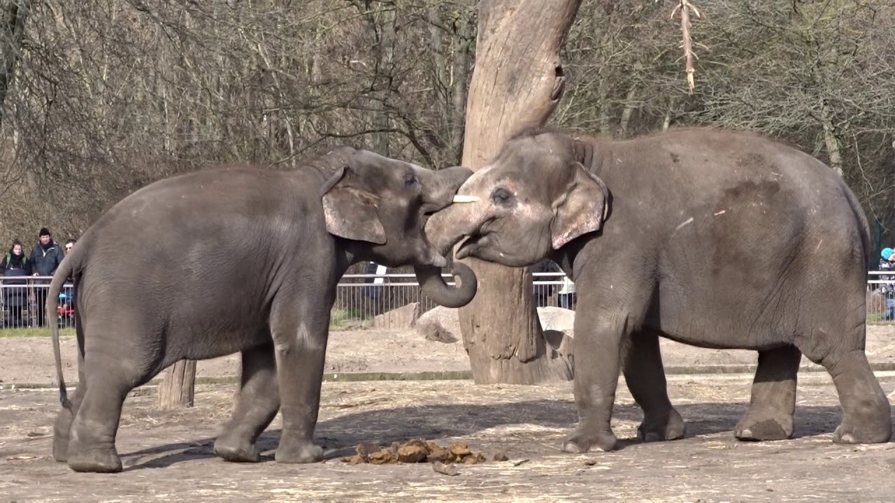Rundgang durch den Tierpark Berlin Friedrichsfelde   aufgenommen  2019 - März 2020