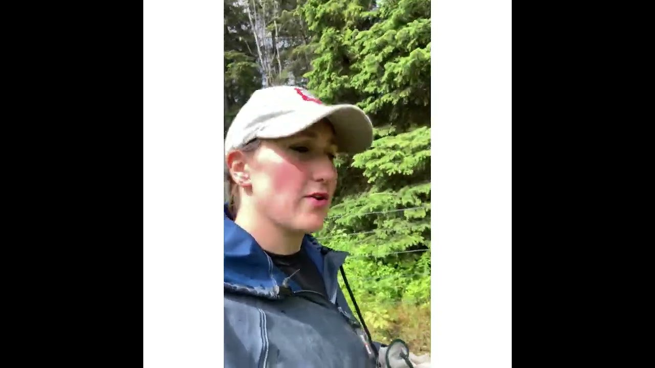 Catching cows