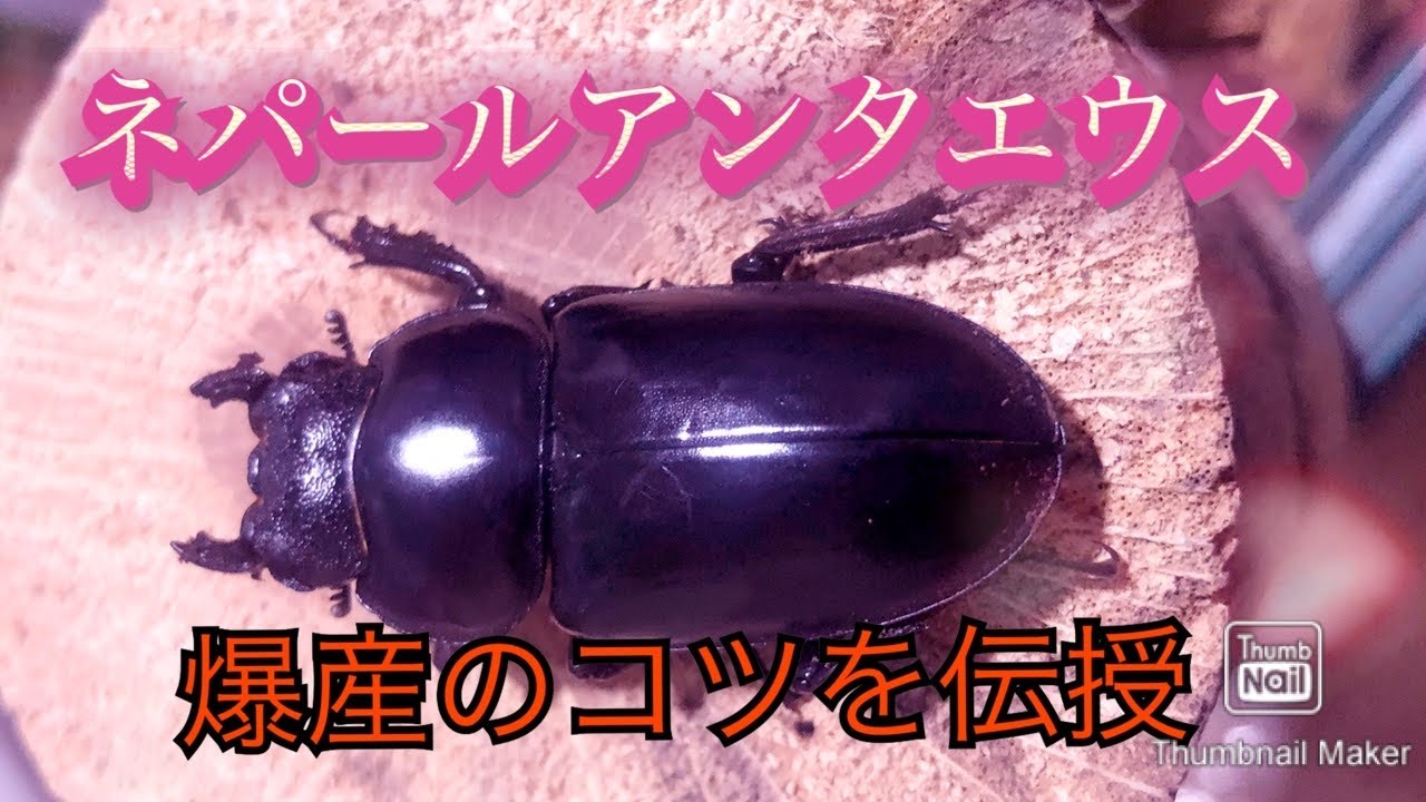 アンテの産卵セット割り出し