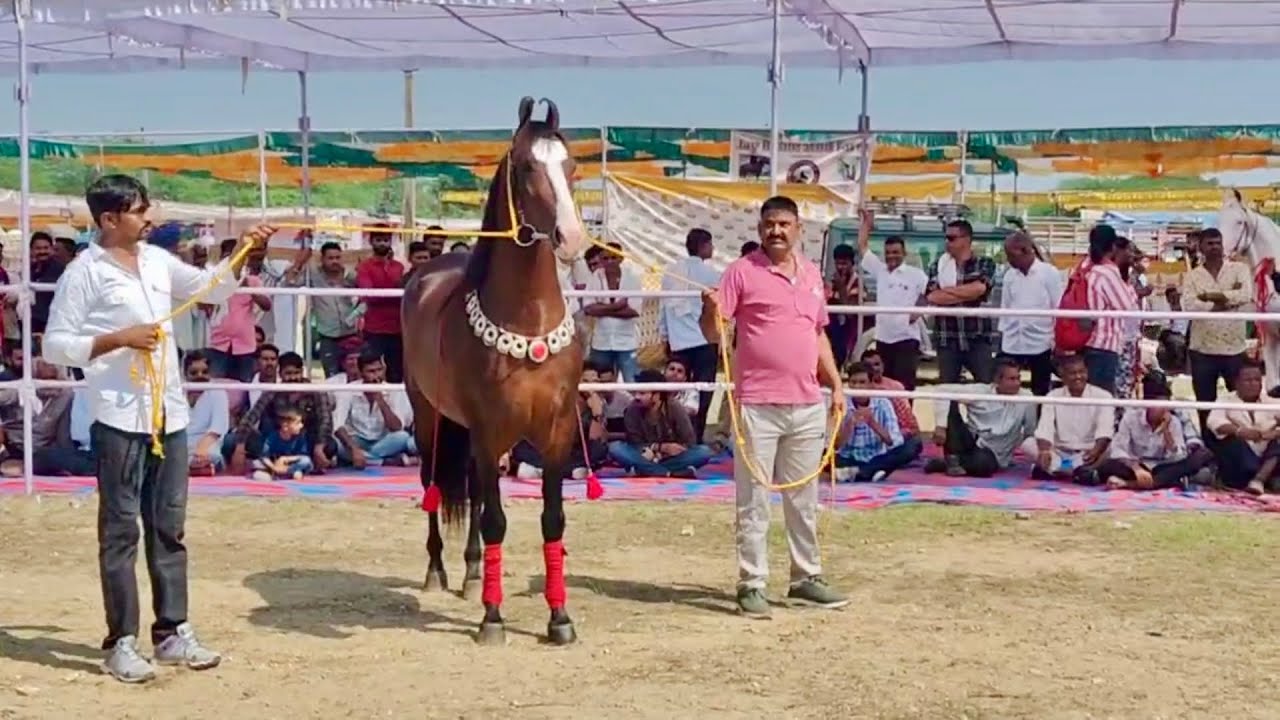 #मावली_मेवाड़_शो में गुजरात से आया सिकंदर भाई का घोड़ा सुल्तान