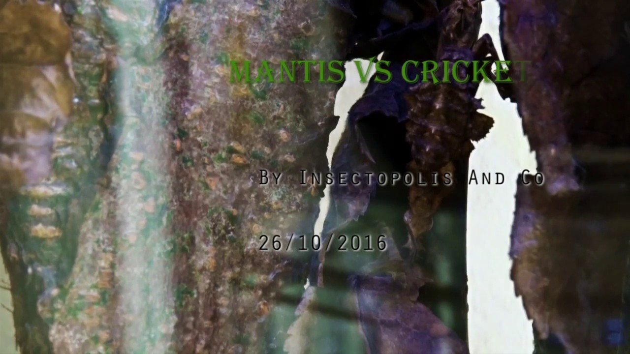 Mantis Versus Cricket