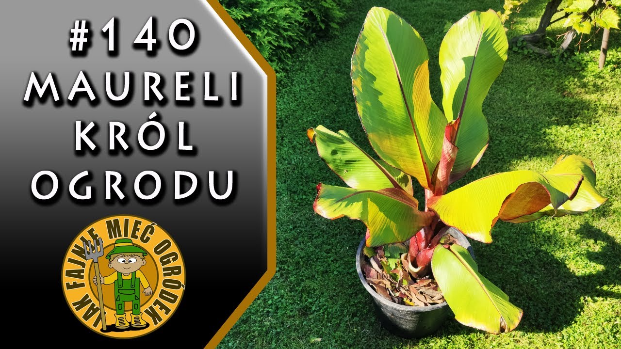 #140 Bananowiec Ensete ventricosum 'Maurelli' - król w moim ogródku!