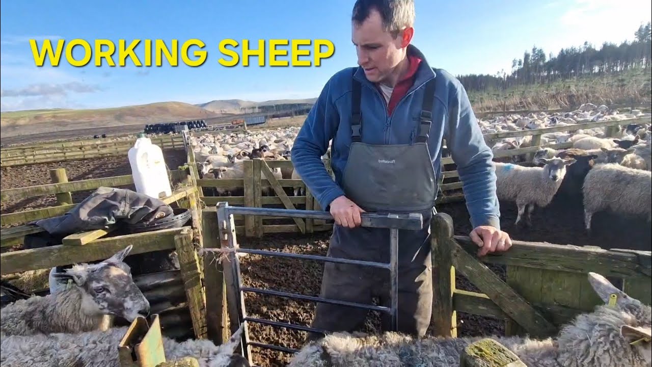 SCANNING sheep plus FLUKE DOSE to keep them safe! Scottish Blackface sheep.