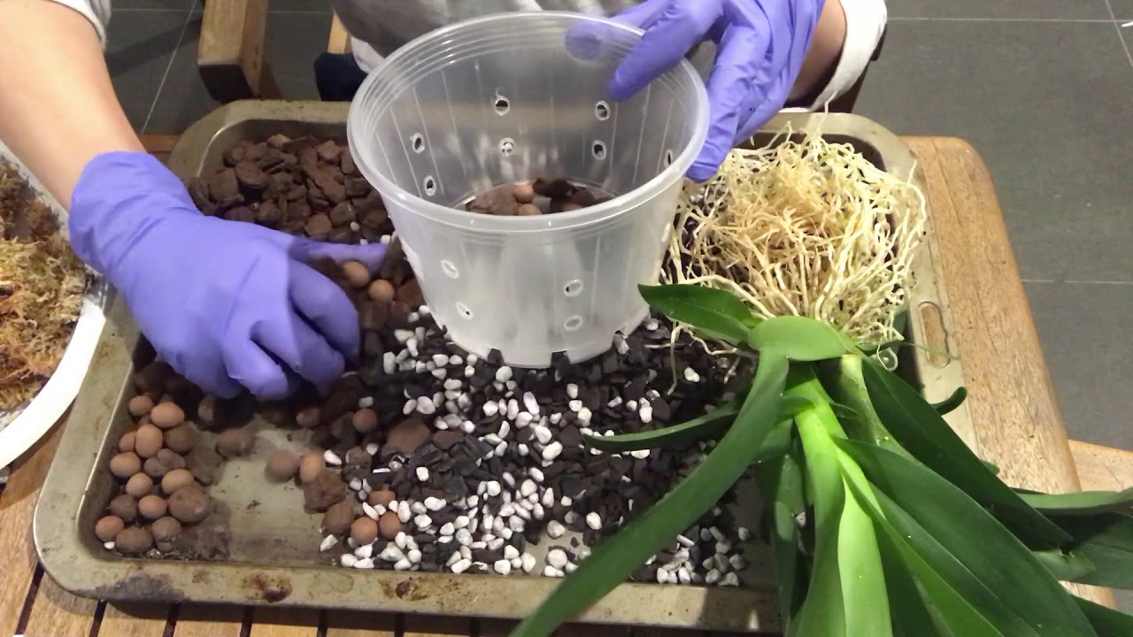 ORCHID CARE: How to repot Oncidiums - New Colmanara (Oncostele) Catatante