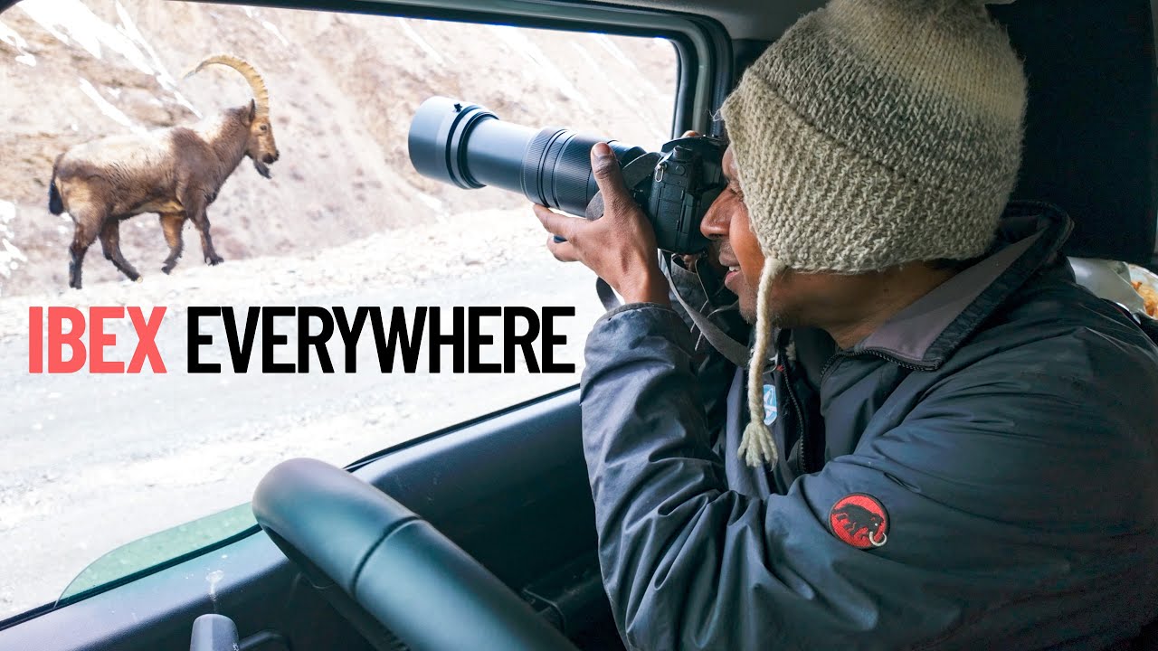 The Lungnak Valley of Zanskar is a Giant Open Air Safari!
