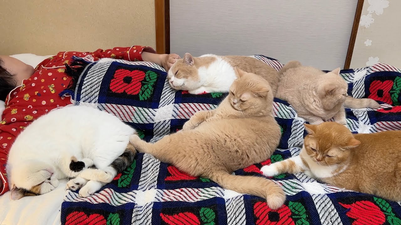 就寝前の母、あっという間に猫に包囲される