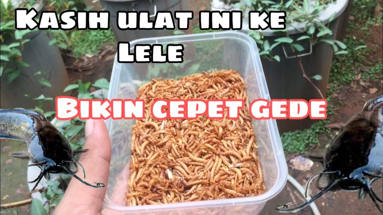 Ulat ini bikin ikan lele cepat besar