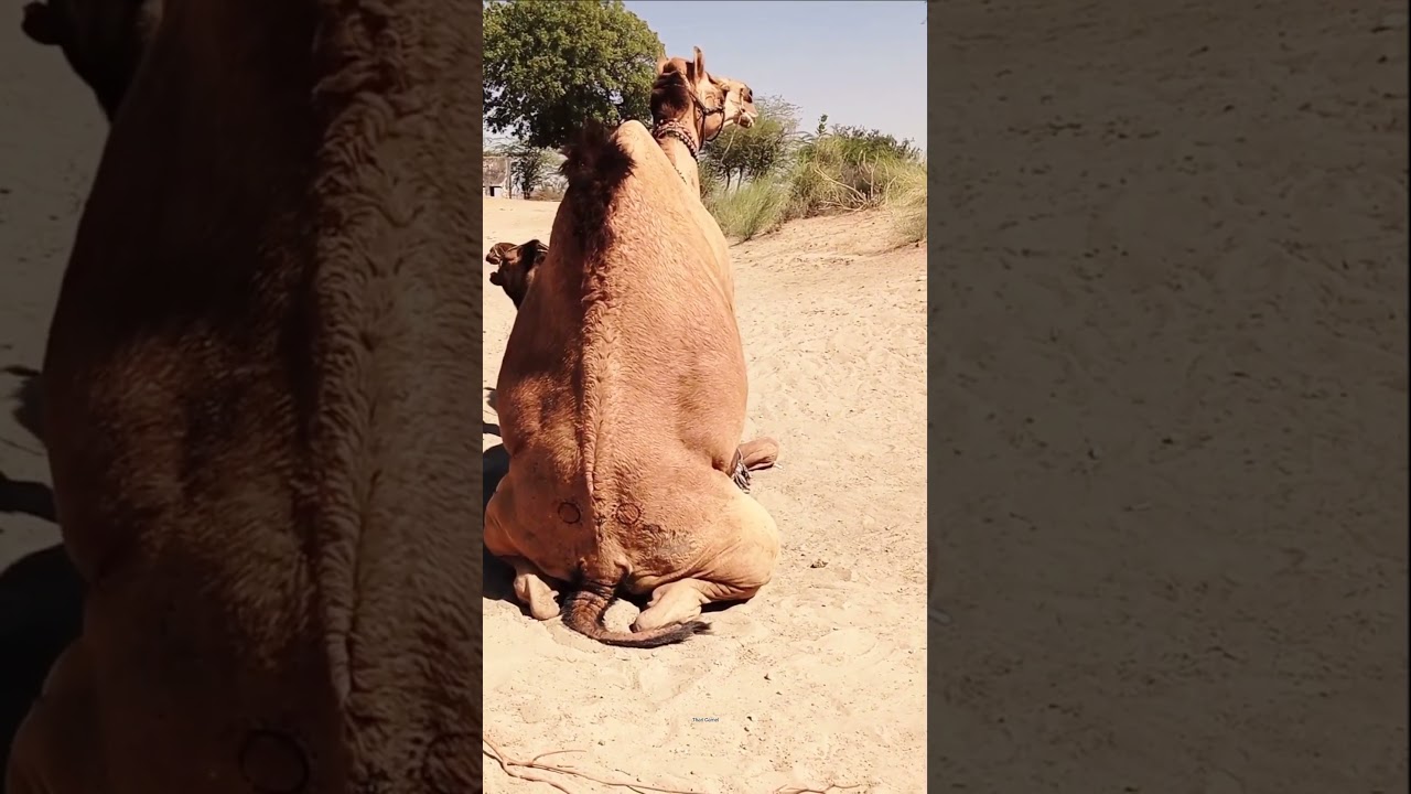 Crazy Desert Camels Enjoying Their Mating