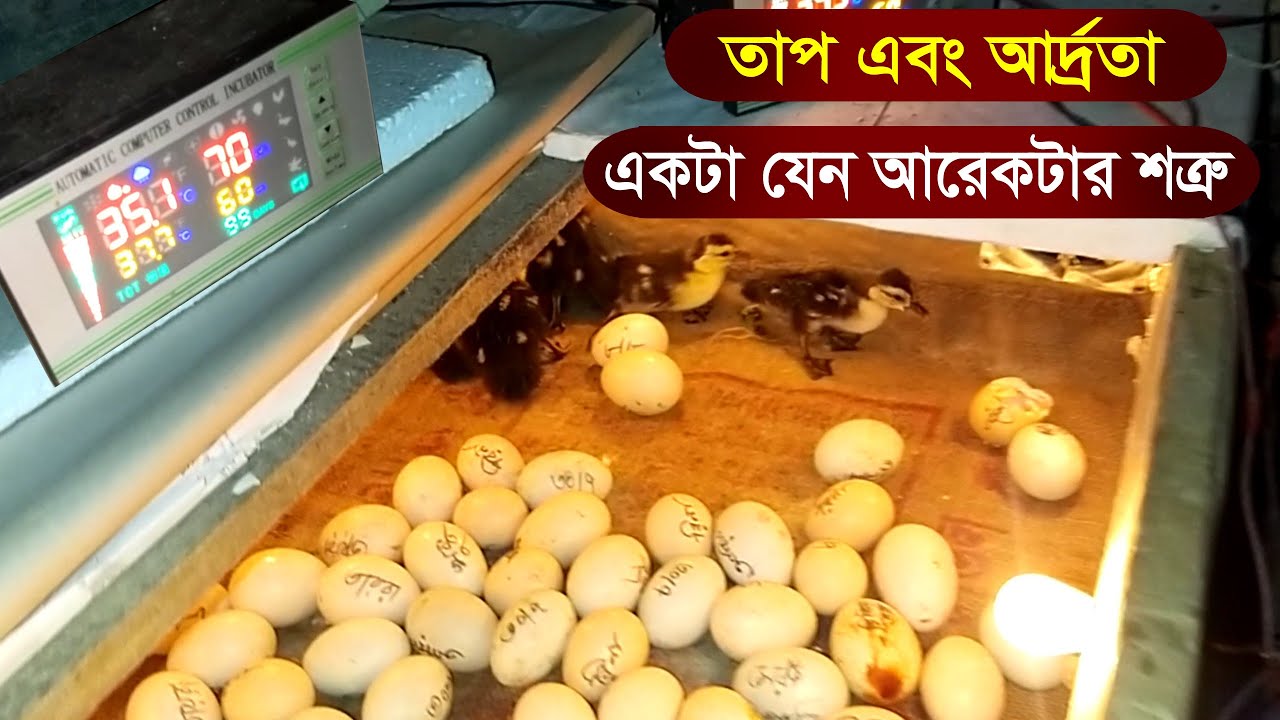 তাপ এবং আদ্রতা নিয়ে মহাগুরুত্বপূর্ণ ভিডিও | না দেখলে অনেক কিছুই মিস করবেন Mamun Hasan. Vlogs @mh.v