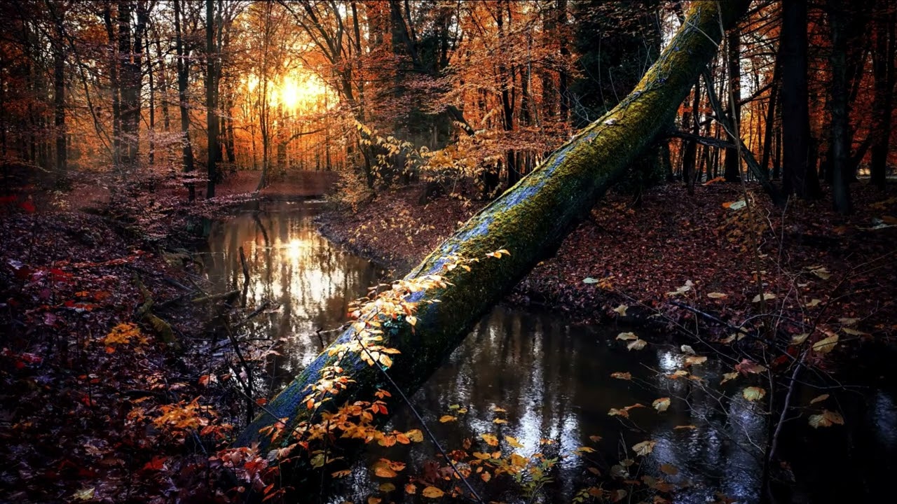 Morning Time In A Quiet Forest (4k UHD) 8 Hours Calming Relaxing Video