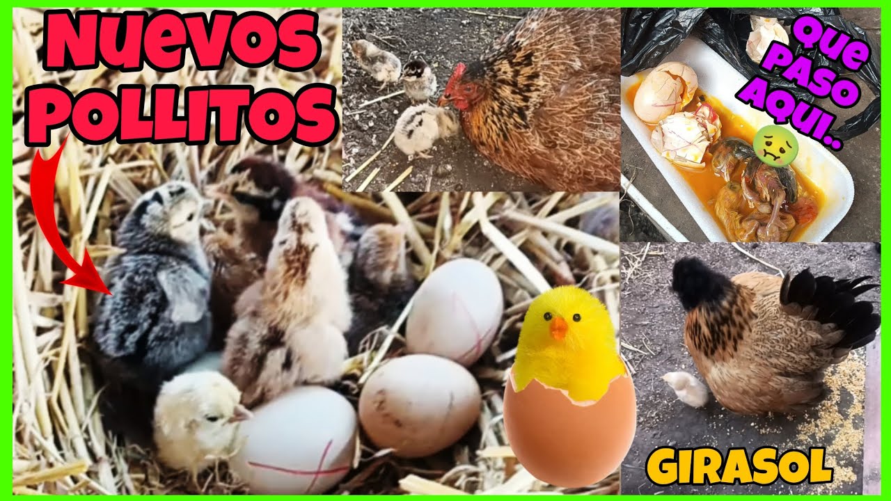 MAS POLLITOS han nacido 🐣abrí los huevos que no eclosionaron🤢 descubriremos que es lo que paso.