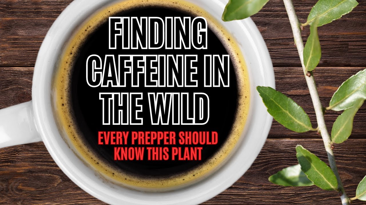 Making A Caffeinated Coffee Substitute From Things In My Yard | Yaupon Holly | Dandelion | Cleavers