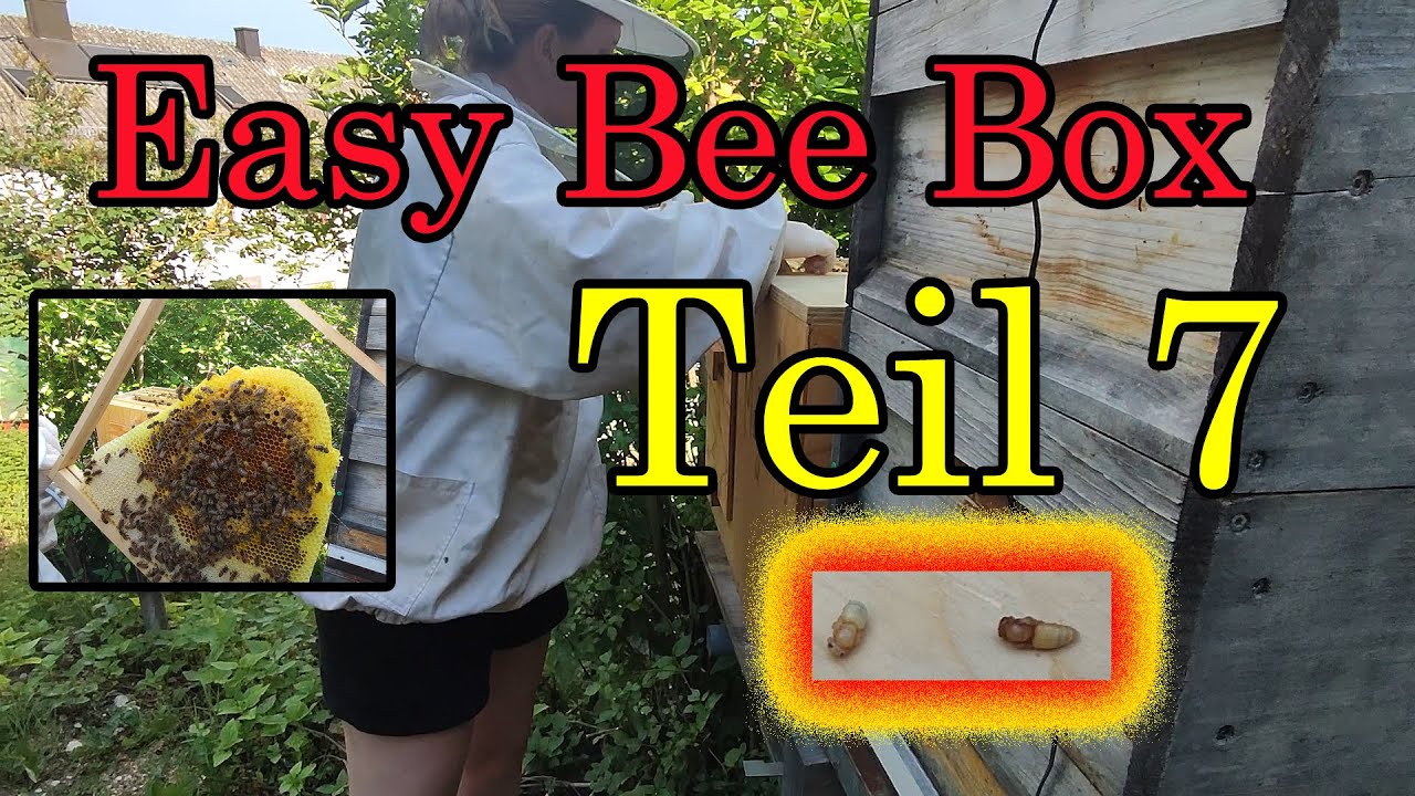Easy Bee Box Teil 7