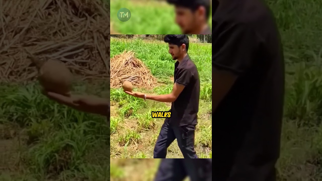 Secret Technique To Find Underground Water Using Coconut