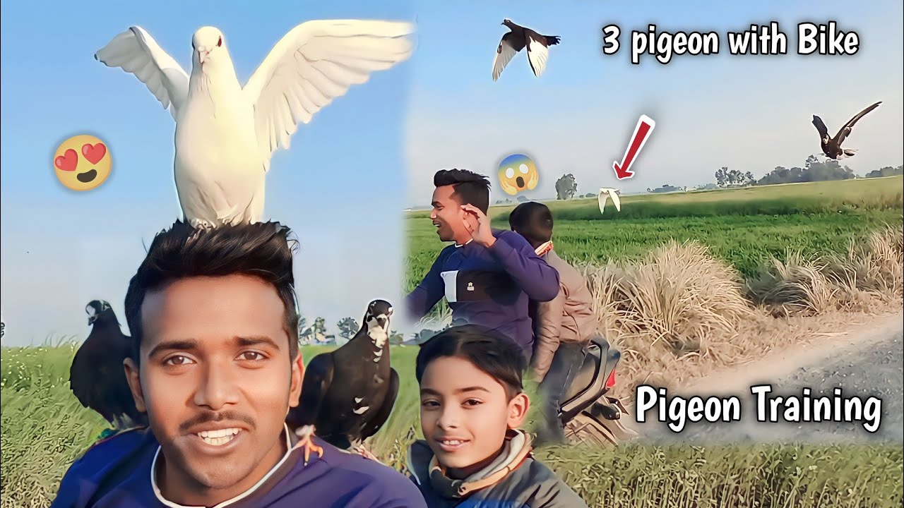 😱🕊️आज बाइक के साथ उड़ाया तीनों कबूतरों😱🕊️🦅 by Sultan pigeon Jainul Khan