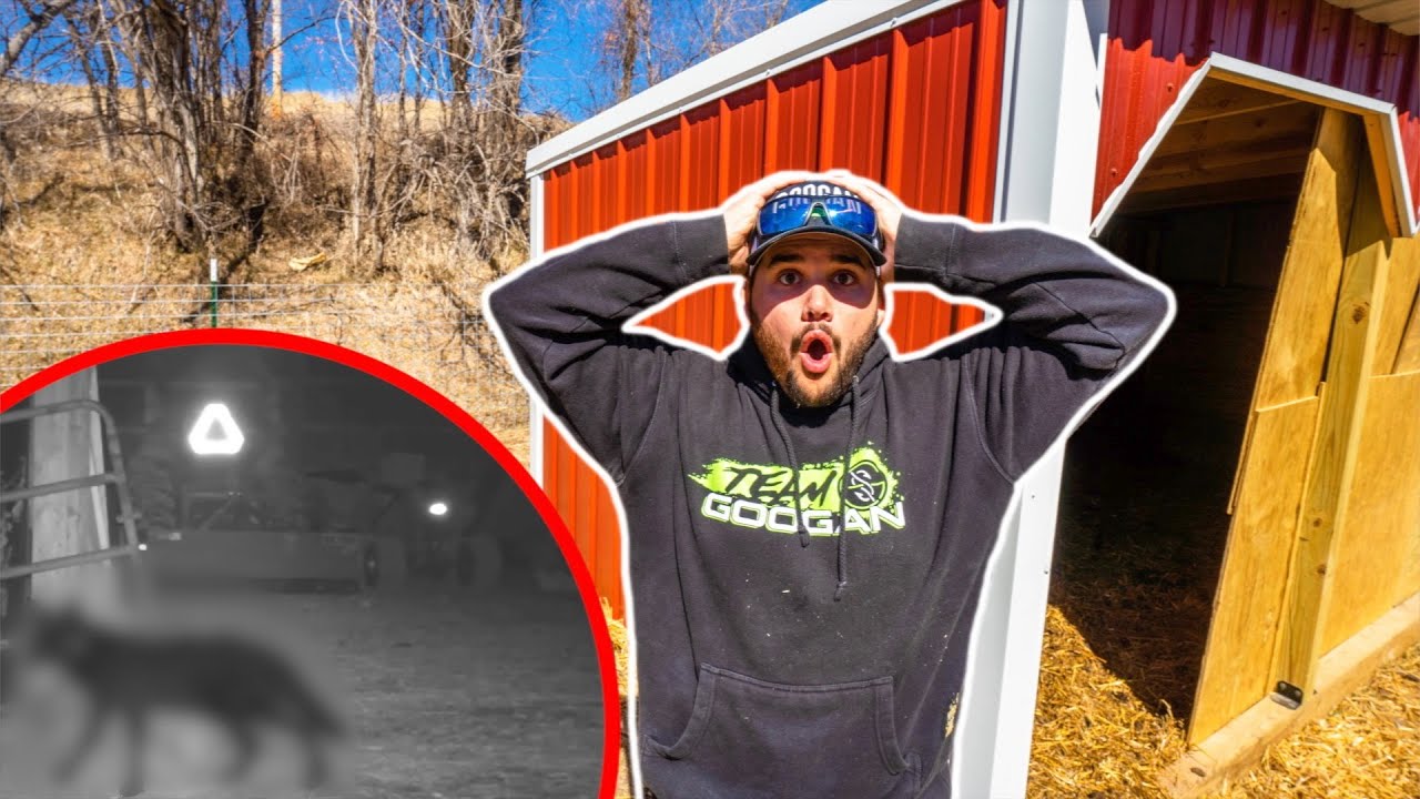 TWO Backyard FARM ANIMALS were KILLED in ONE NIGHT!!! (Trail Cam Footage!)