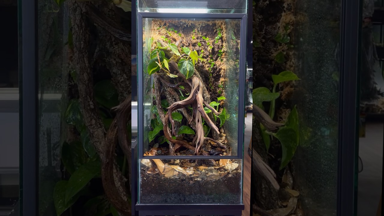 18x18x36&rdquo; Bioactive Crested Gecko Terrarium Build #crestedgecko #livingvivarium #reptiles #tutorial