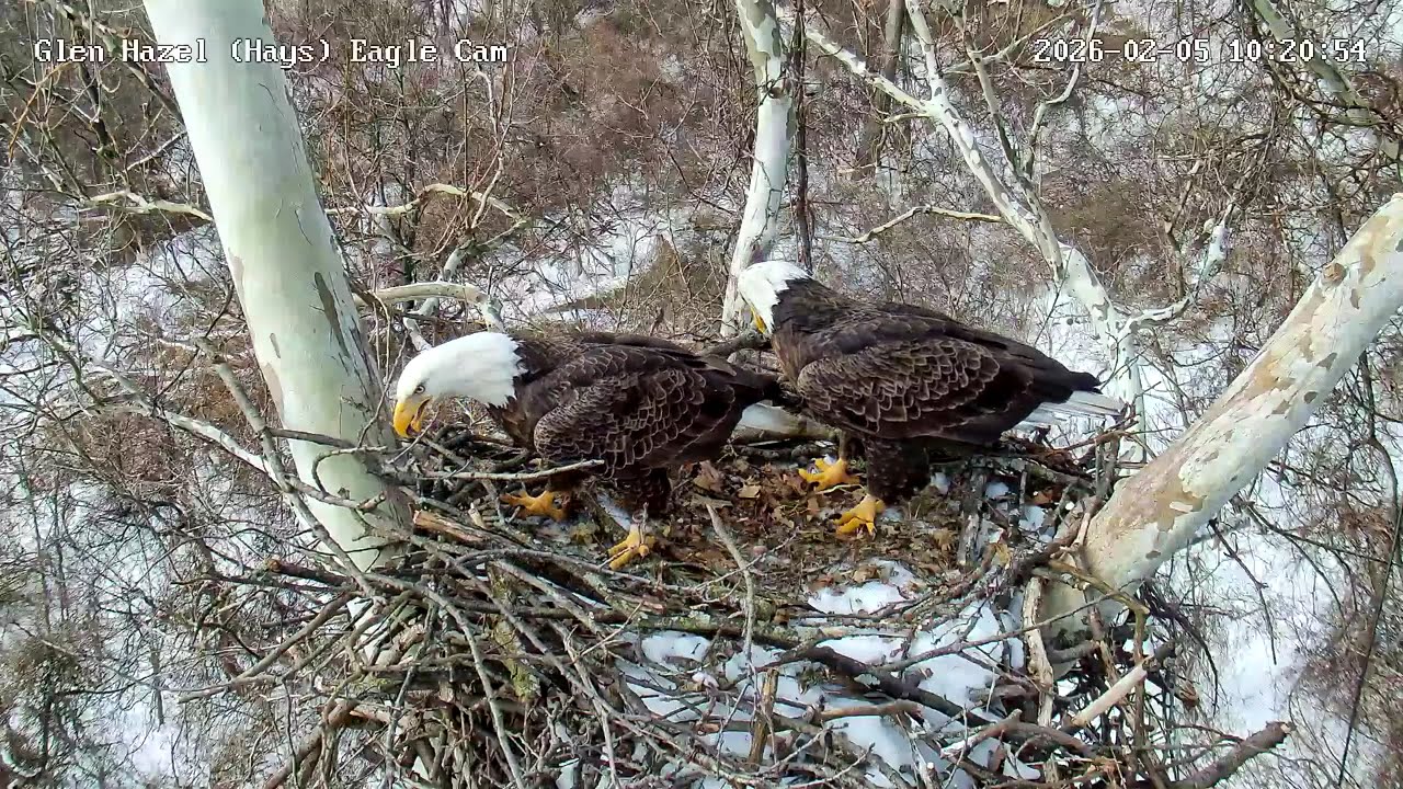 Glen Hazel (Hays) Eagles-Mom flyby behind the nest-in with a log! 02-05-2026 10:19