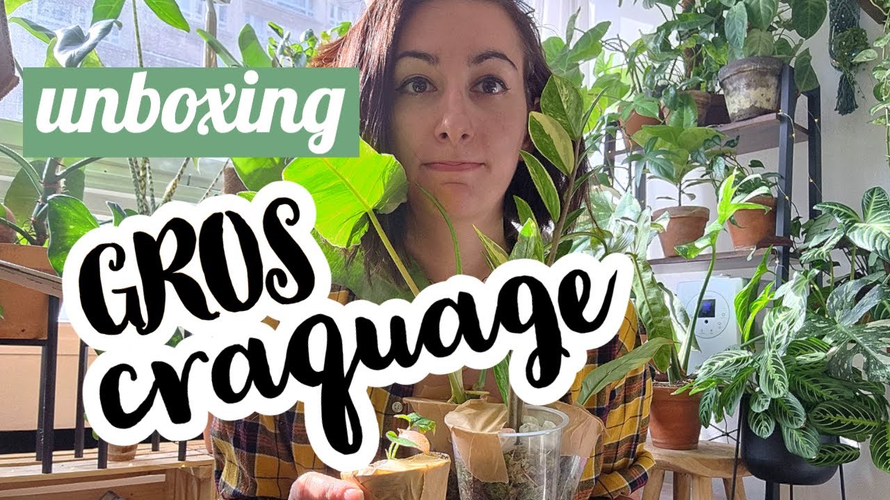 Unboxing plantes rares de ma wishlist 📦🌿