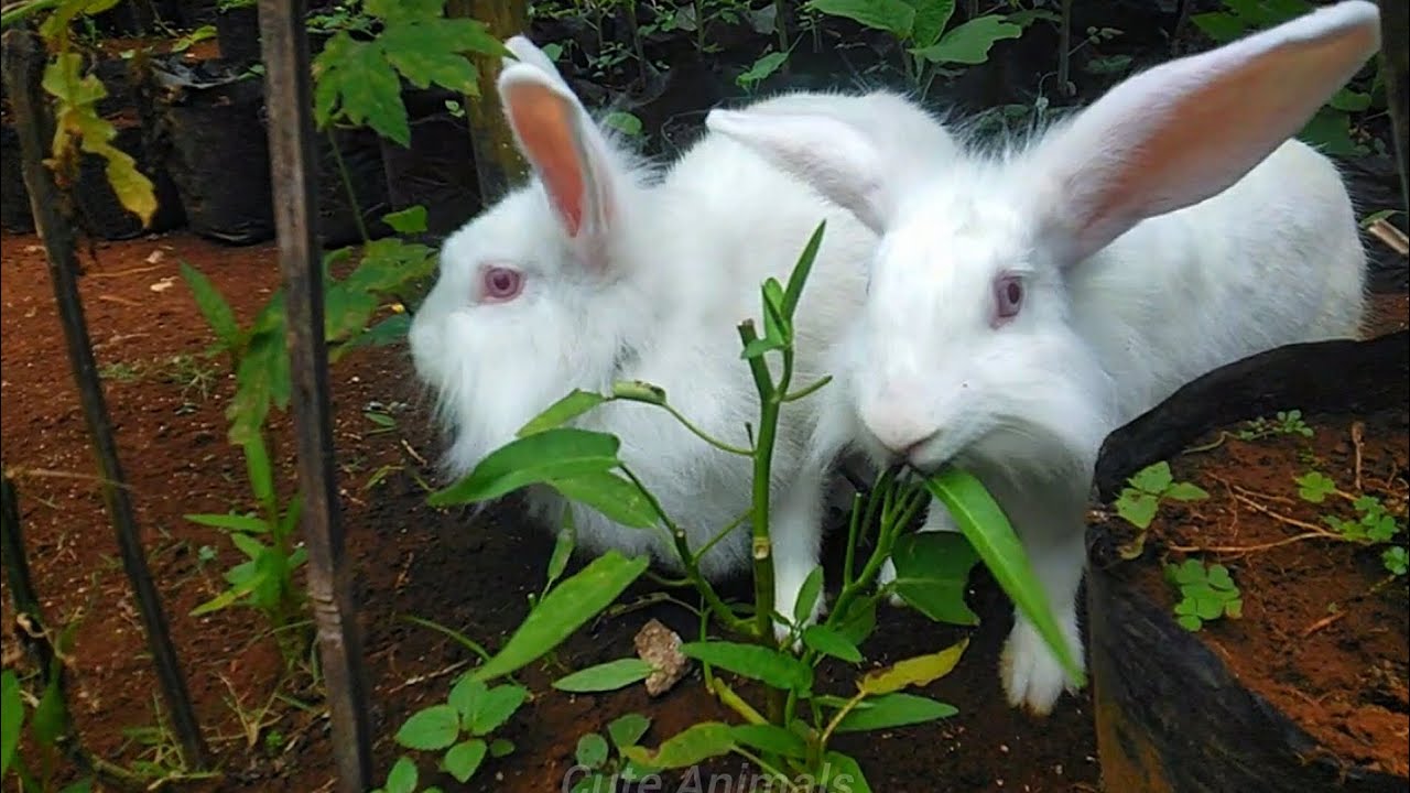 Cute Animals ❤️ ||  Bunny🐇 Playing with Adorable Cute Rabbit in the garden