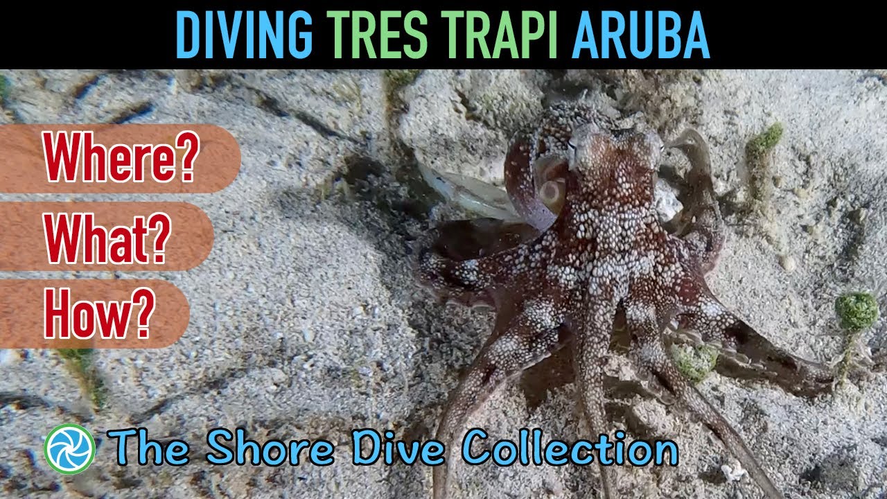 Diving Tres Trapi, Aruba | The Shore Dive Collection | TropicLens