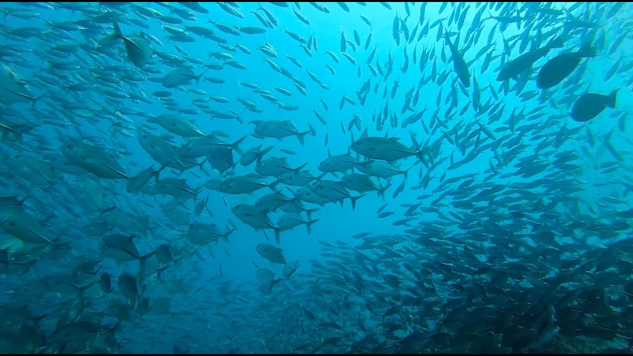 One week in Raja Ampat