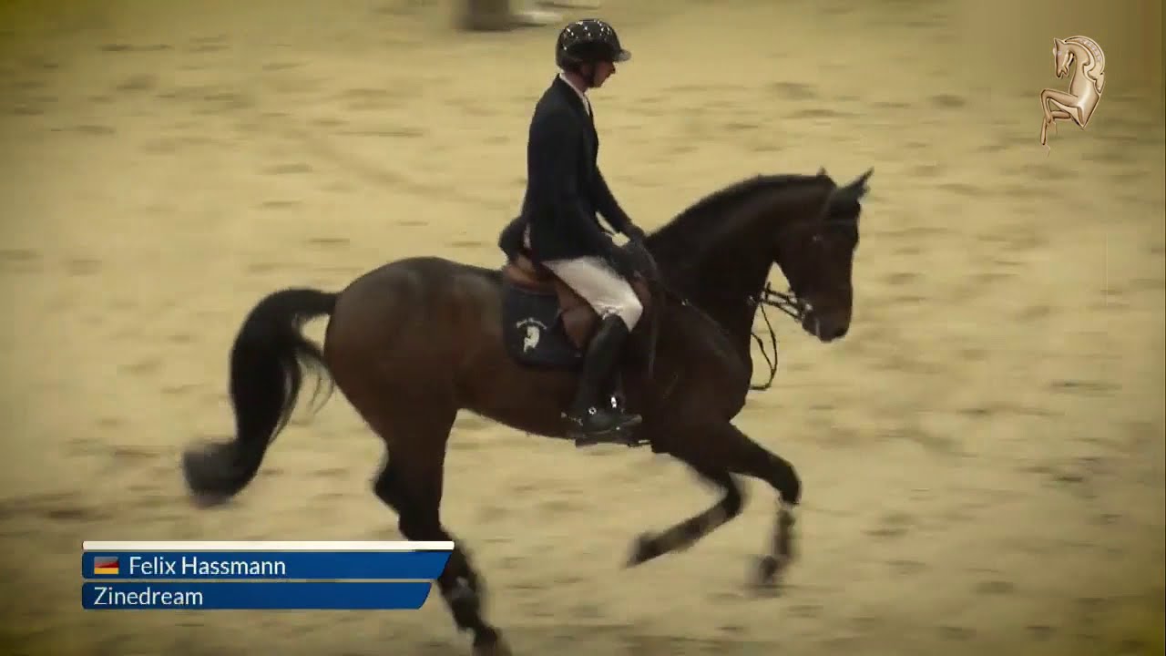 Zinedream, geb. 2014, v. Zinedine - Contender - Landadel