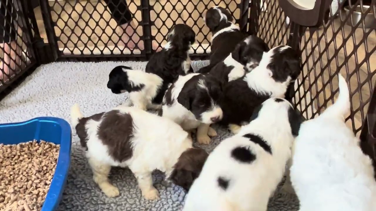 Colorado Trails Litter - 3.5 weeks