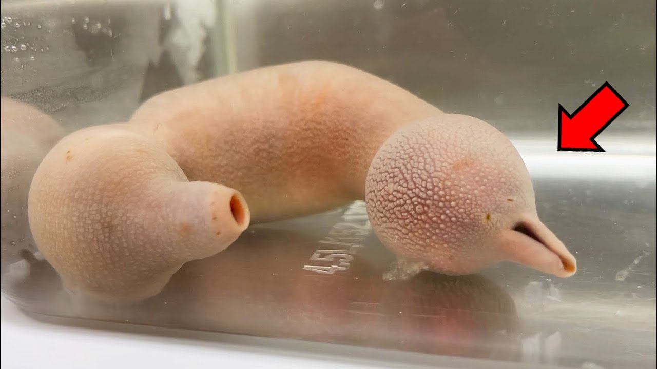 Amazing Sea Cretures !! - Spoon Worm Dissection