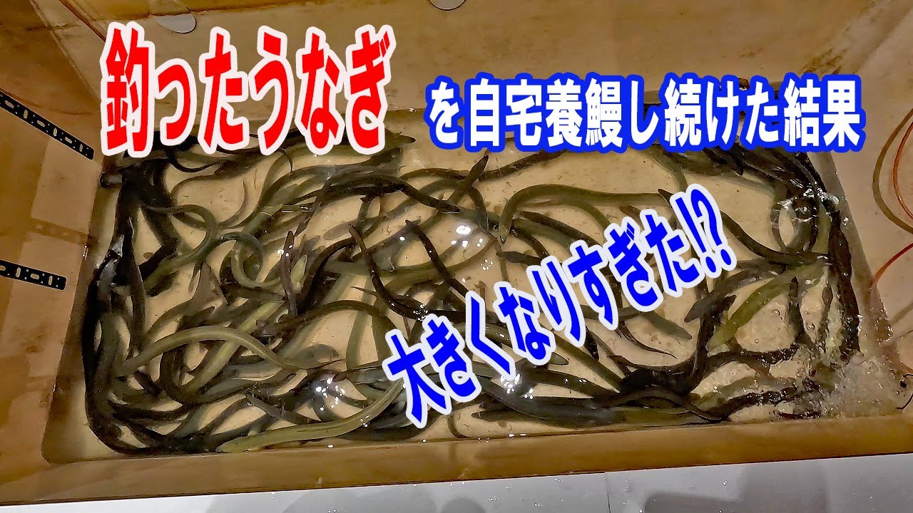 自宅で養殖したうなぎがヤバかった！　【うなぎ飼育】｜The Eels I Raised at Home Were Insane! [Eel Farming]