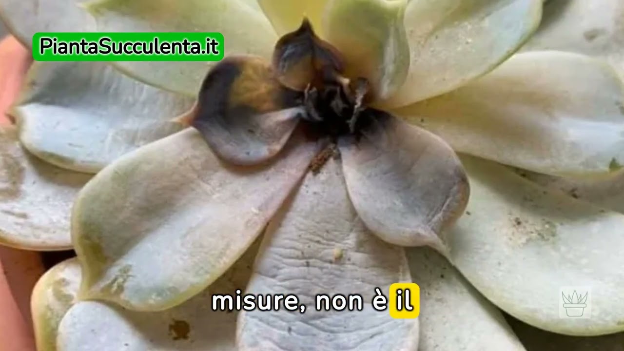 La tua Pianta Grassa &egrave; sofferente? 4 Consigli per rivitalizzarla efficacemente e facilmente
