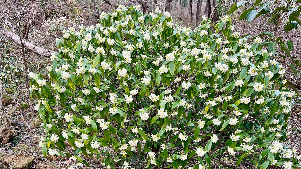 백서향 꽃 제주 곶자왈 | Jeju Gotjawal Baekseohyang Flowers
