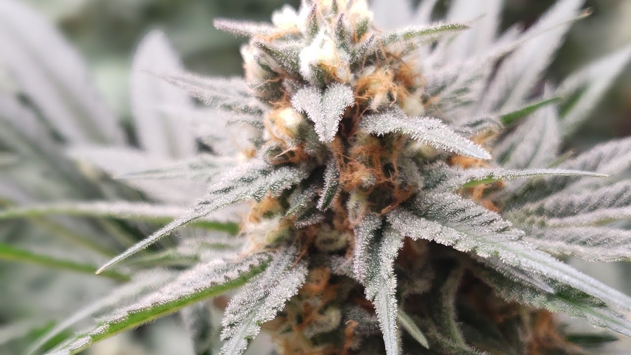 Transplanting Cannabis in 60 Seconds