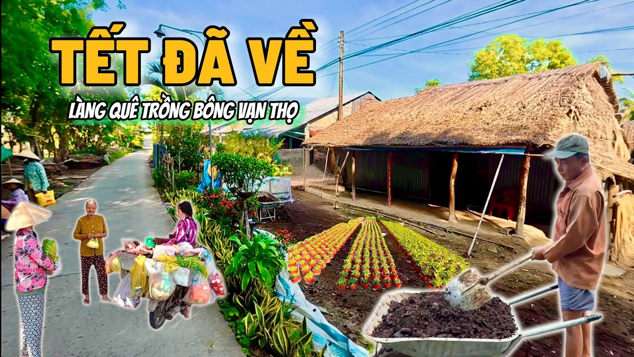 Tết đã về! Làng quê trồng bông vạn thọ bán Tết 