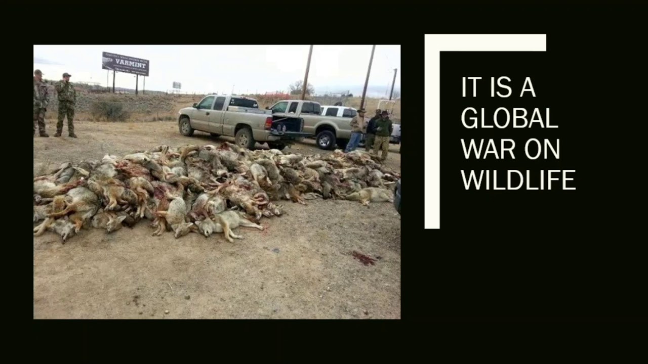 Hunting myths and truths - Susan Hartland [IARC2019]