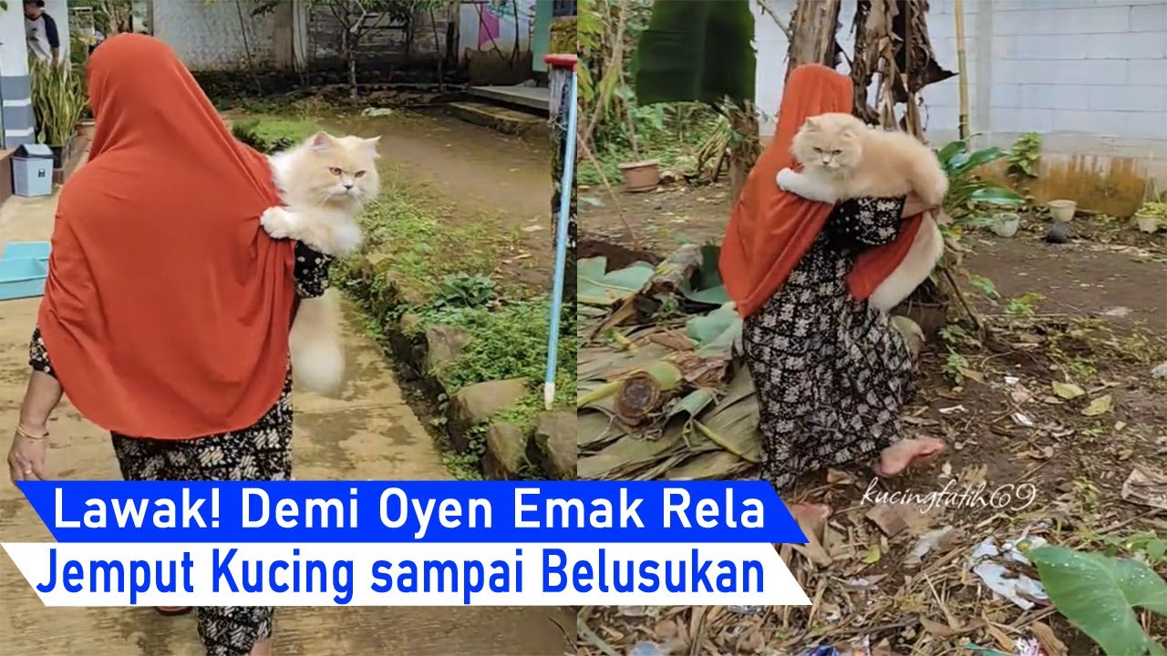 DEMI Kucing emak sampai rela Belusukan Jemput Oren/kompilasi kucing Lucu