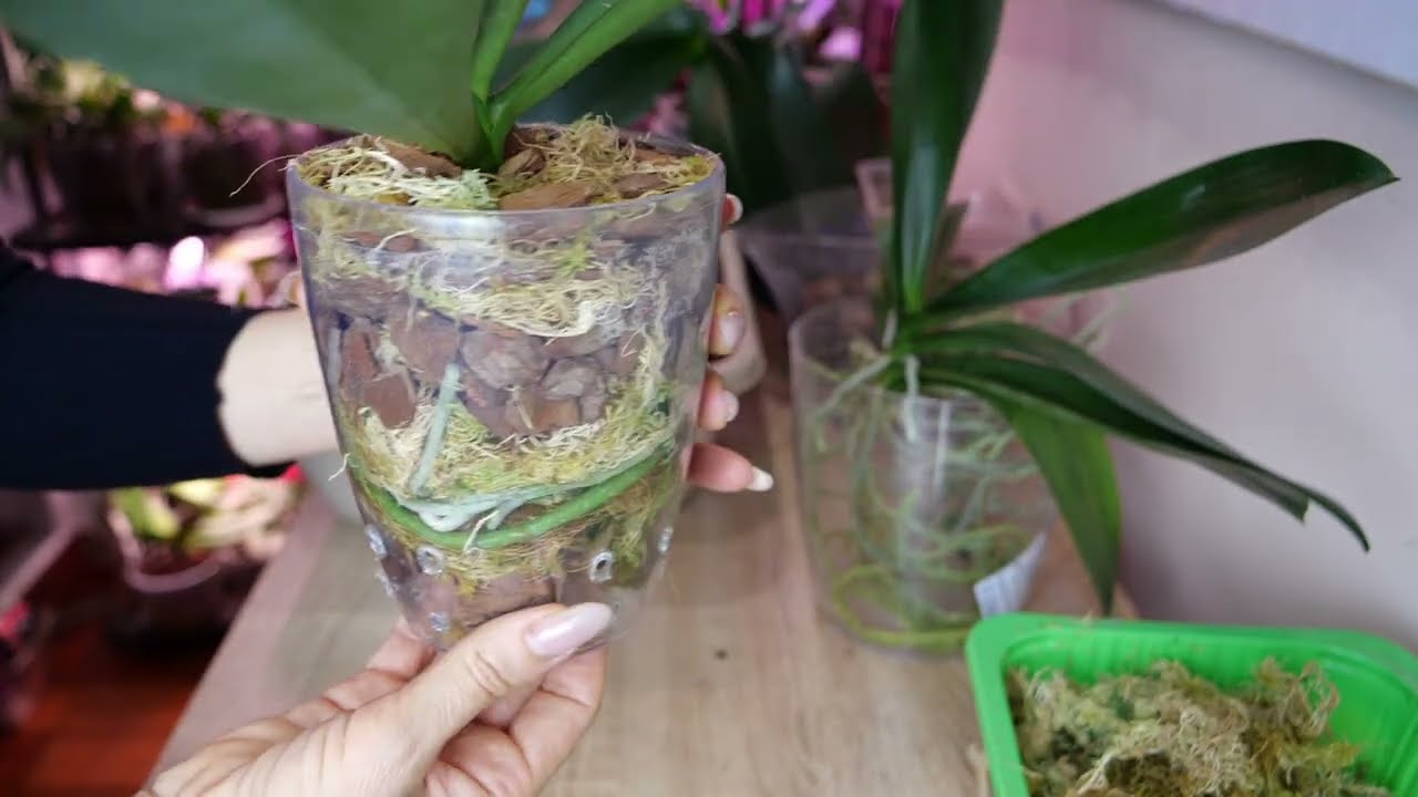 Корни воздух Как посадить орхидеи Упражняемся Разные способы