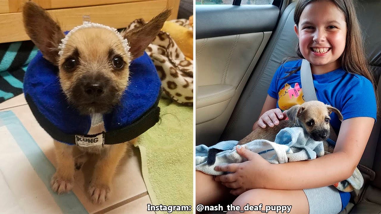 Cachorro abandonado en un pantano fue rescatado y adoptado 💚