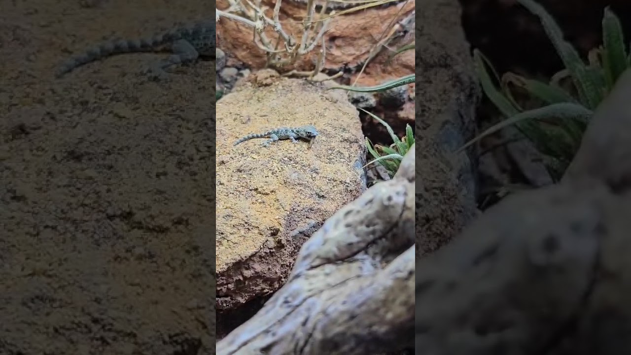 Pristurus carteri Jungtier beim fressen