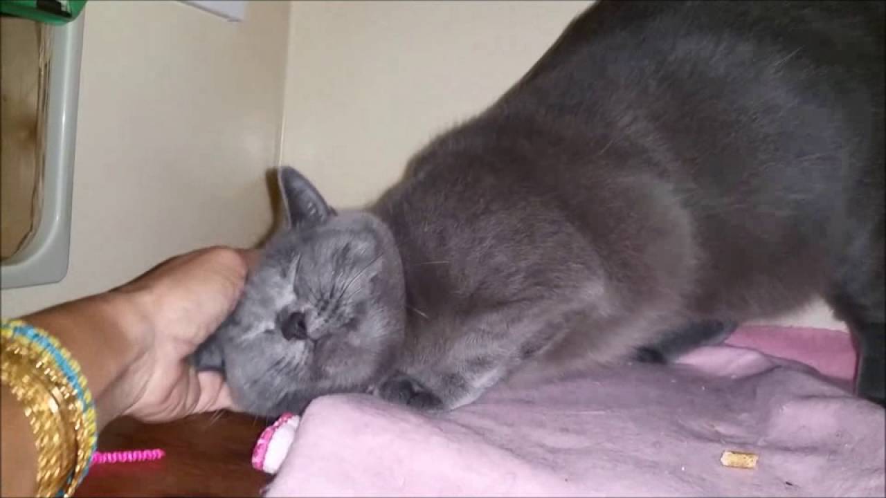 Jiji the Chartreux